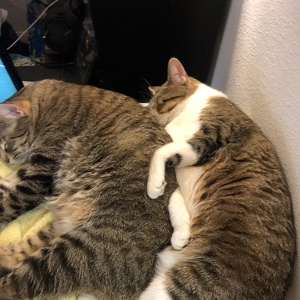 Fundraising Page: Amanda and Chris